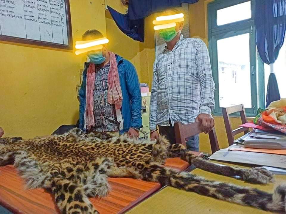 लुम्बिनी प्रदेश अनुसन्धान ब्युरोले पाल्पामा चितुवाको छालासहित २ जना पक्राउ