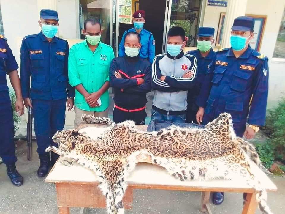 लुम्बिनी प्रदेश ब्युरो र प्यूठान प्रहरीले चितुवाको छालासहित ३ जना पक्राउ