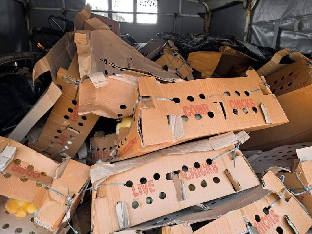 बाँके प्रहरीले ५ हजार अबैध बोइलर कुखुराको चल्लासहित ७ जना पक्राउ