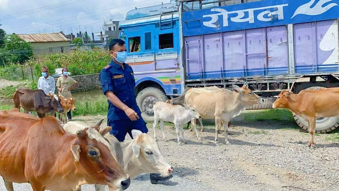 दाङ प्रहरीले ३७ वटा छाडा पशु चौपयाहरु व्यवस्थापन गर्दै