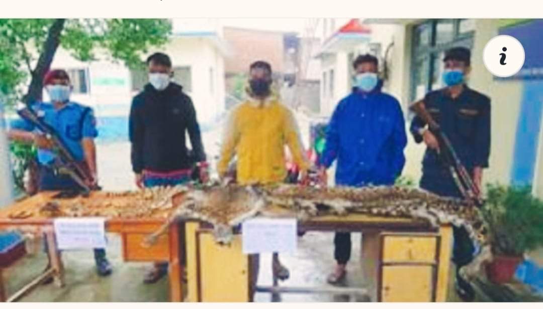 तनहुँमा बाघको खप्पर छाला हड्डीसहित ३ जना पक्राउ
