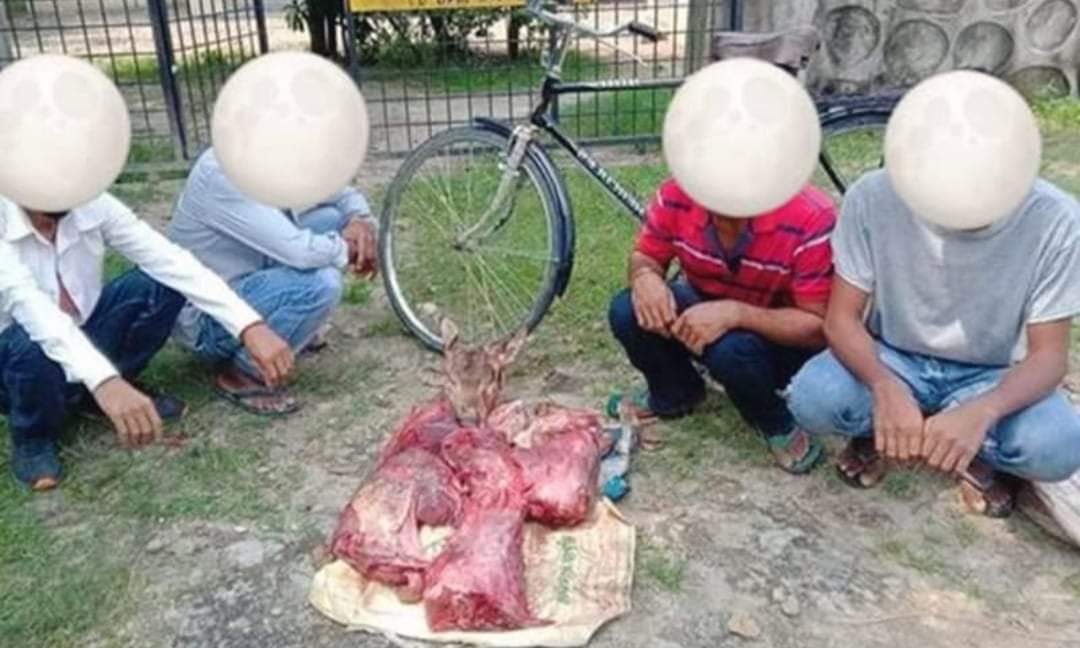 बर्दियामा काटेर बाठा लगाउने क्रममा चित्तलको मासुसहित ४ जना पक्राउ