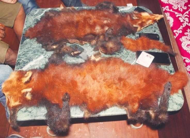 लुम्बिनी ब्युरो र कपिलवस्तु प्रहरीले रेड पाण्डाको छालासहित ३ जना पक्राउ