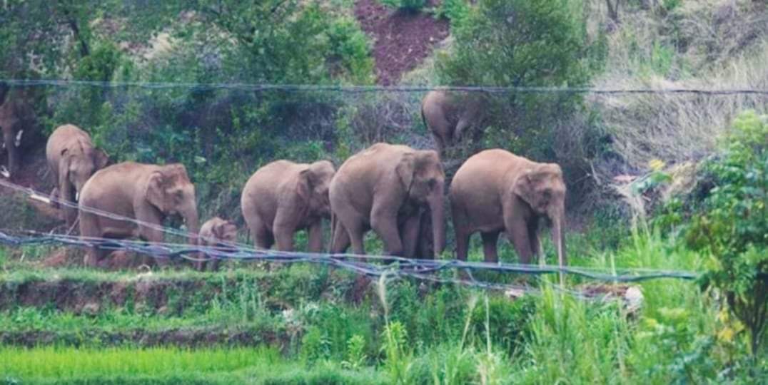 भारतबाट आएको २० बथान हात्ती नफर्किँदा नागरिकहरुमा त्रास