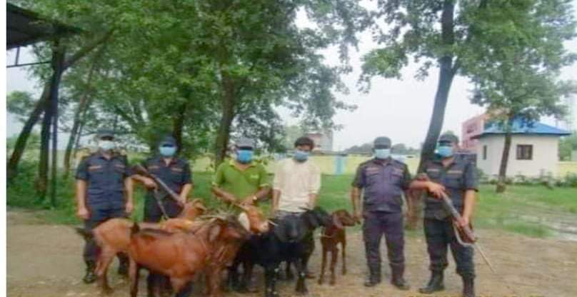 दाङ प्रहरीले ३ लाख बराबरको अबैध खसी सहित २ जना पक्राउ