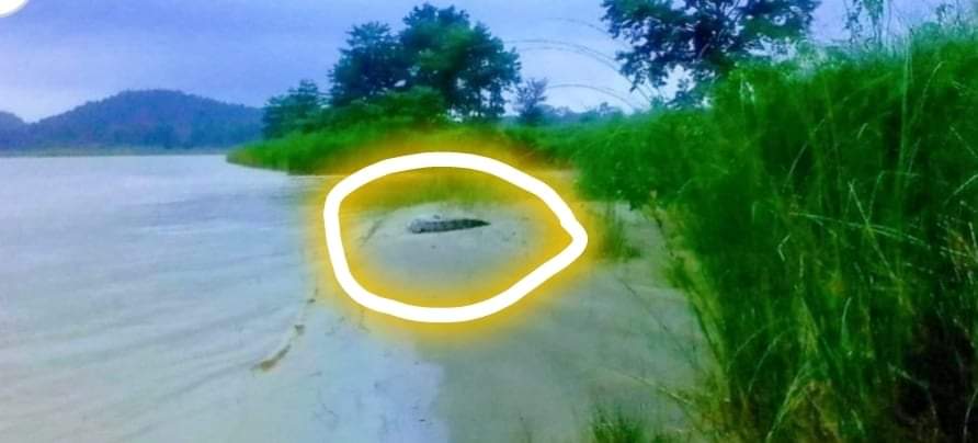 दाङको राप्ती नदीमा गोही भेटियो