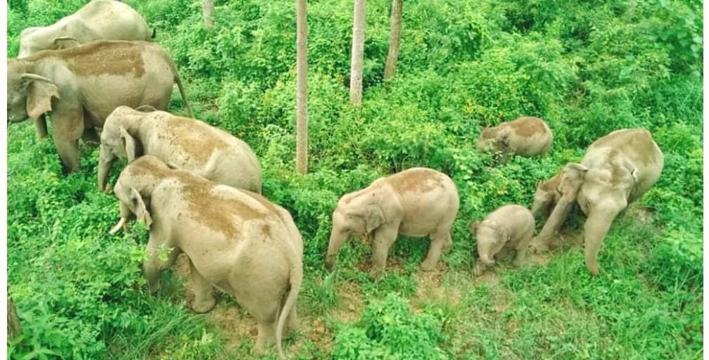 हात्तीलाई जङ्गल बाहिर आउन नदिन सिमानामा विद्युतीय तारबार थपियो