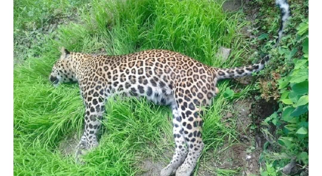 दाङमा गाईको बाच्छालाई आक्रमण गर्न आएको चितुवाको उद्दार