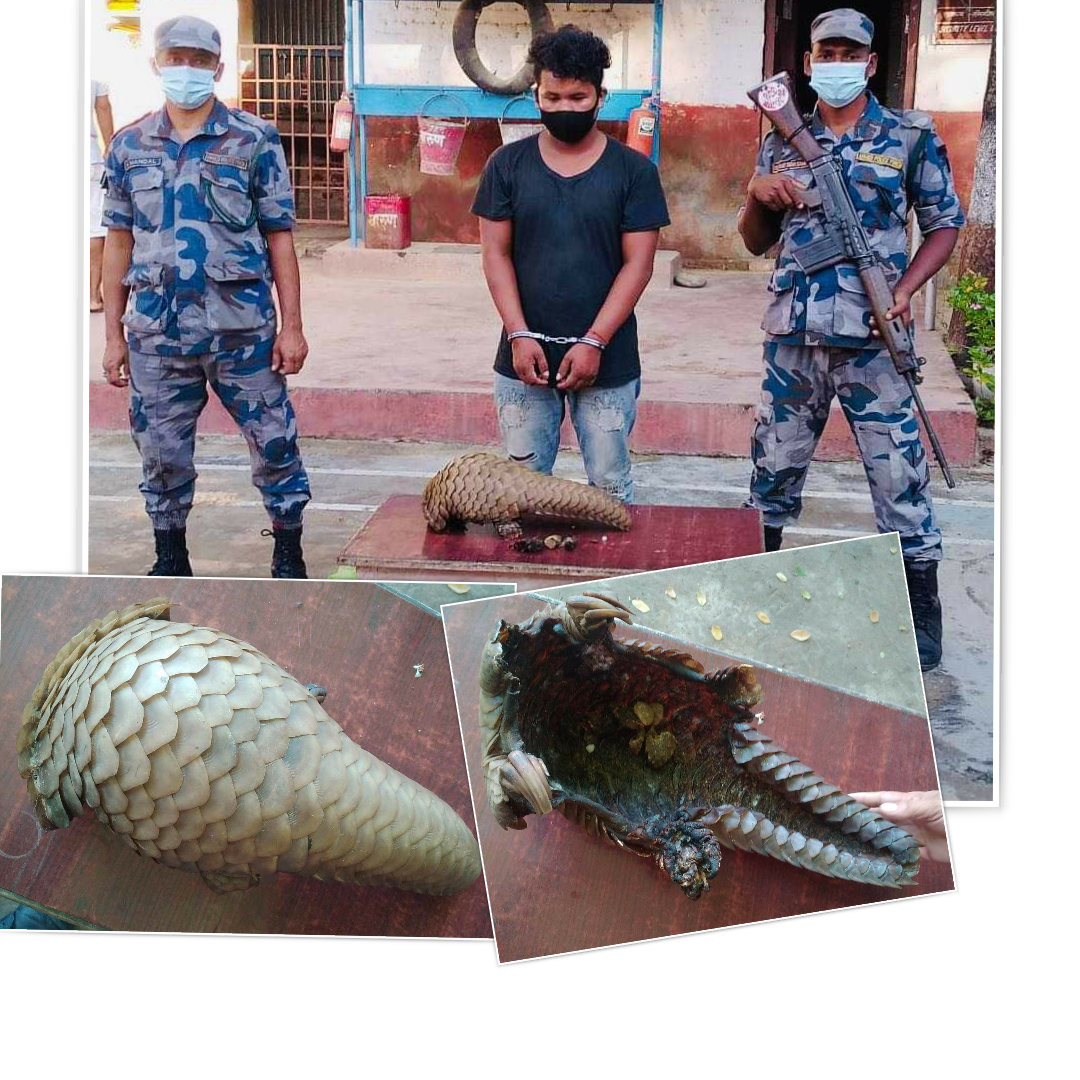 सशस्त्र प्रहरी बल नेपाल ३० नम्बर गणको ठुलो सफलता वन्यजन्तुको सालकसहित १ जना पक्राउ