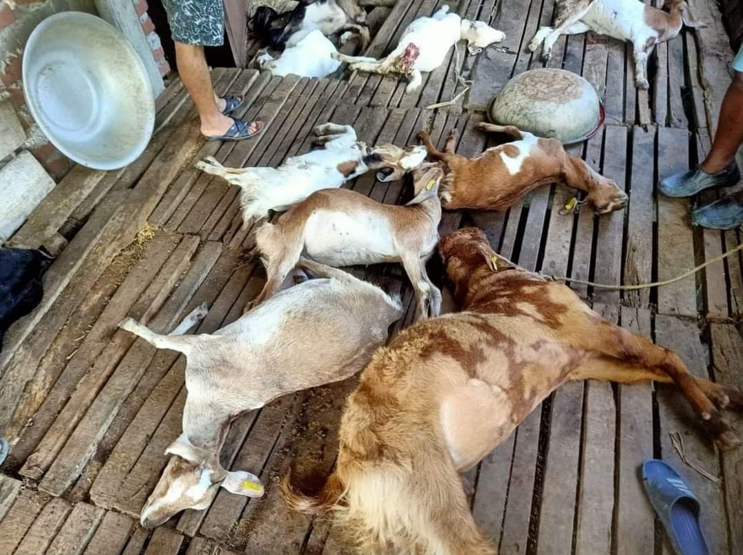 चितुवा  खोरभित्र पसेर २२ वटा खसीबाख्रा मारेयो