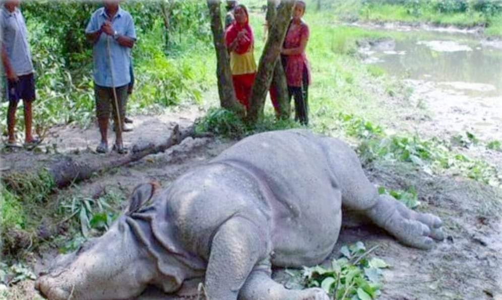 चितवन राष्ट्रिय निकुञ्ज क्षेत्रमा गैँडा मृत फेला