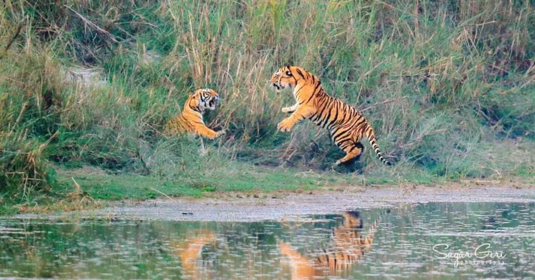 बाँकेको गाभरमा बाघले मान्छे खायो स्थानीयहरु आतंकित बाघलाई नियन्त्रण गर्न माग