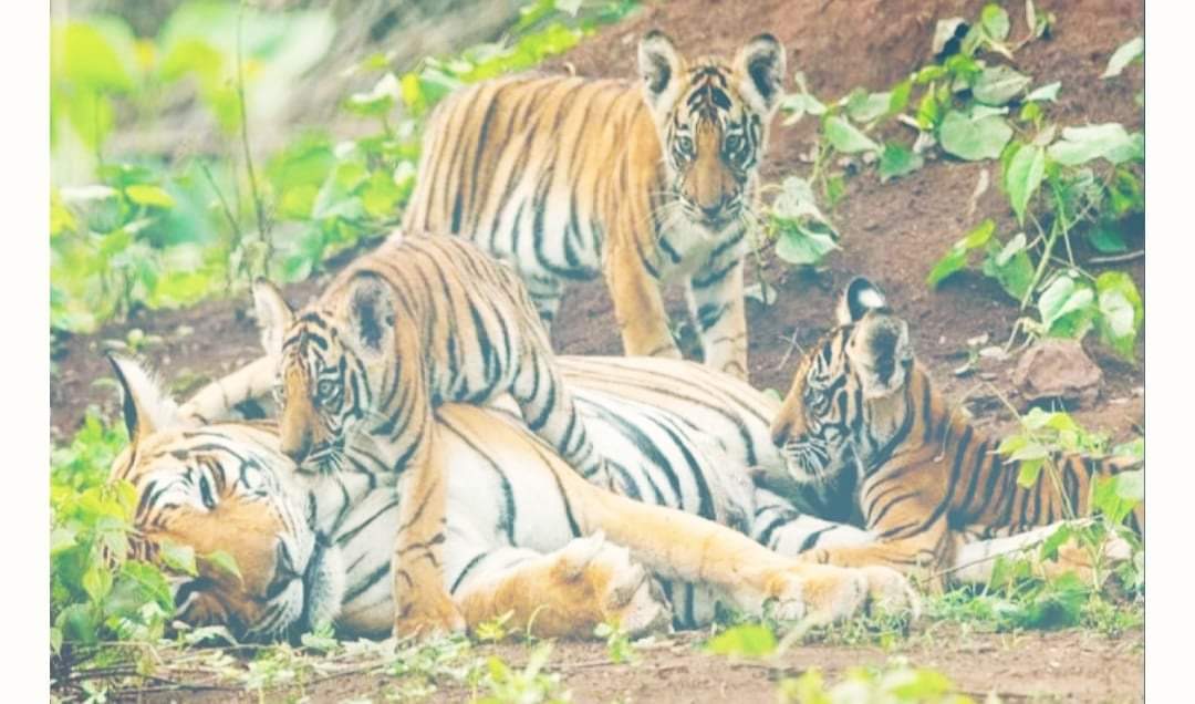 बाँकेको कुसुमदेखि अगैया क्षेत्रमा ४ वटा पाटेबाघ फेला मोटरसाइकल र पैदल यात्रीलाई खतरा