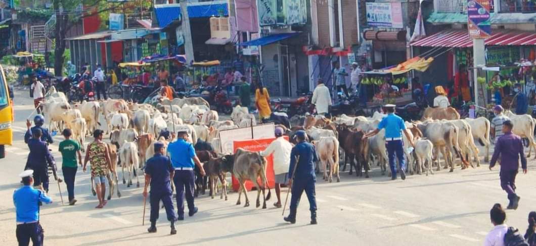 बर्दिया प्रहरीको सहयोगमा सडकमा छाडा चौपायालाई गौशाला पठायो