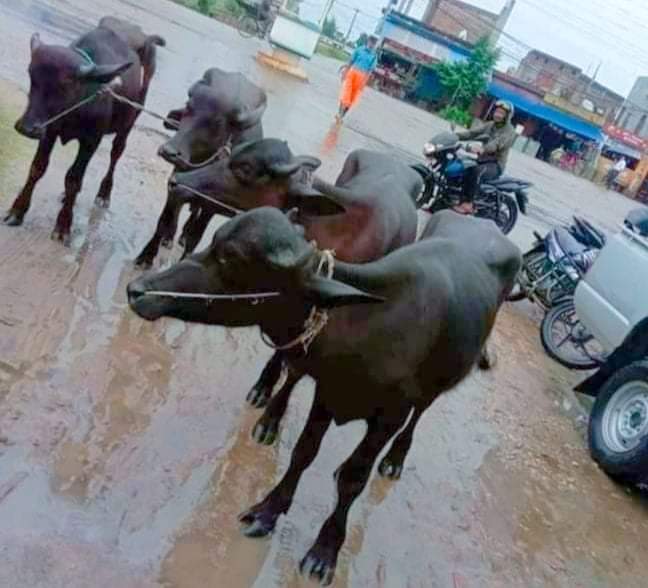 बाँके प्रहरीले भन्सार छ्लेर ल्याउदै गरेको अवैध राँगाहरु पक्राउ