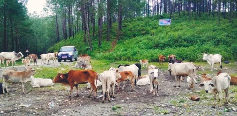 गोरु काट्दै गरेको अवस्थामा काठमाडौंबाट ५ जना पक्राउ