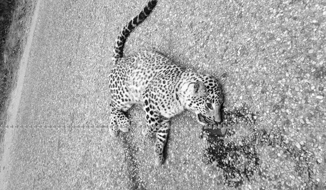 गाडीको ठक्करबाट पोथी चितुवाको मृत्यु