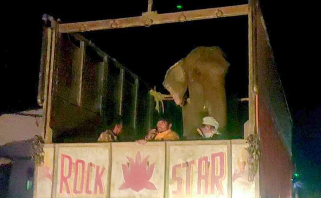 जङ्गल सफारीमा प्रयोग हुने हात्ती किन धमाधम बेचिँदै छ ?