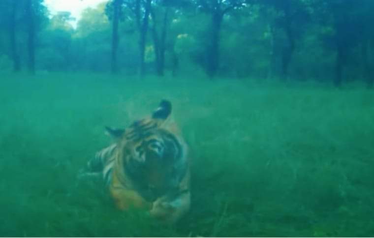 बाँके राष्ट्रिय निकुञ्ज क्षेत्रमा रहेको मान्छे खाने पाटेबाघमाथि निगरानी