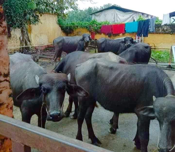 अबैध तरिकाले ल्याउदै गरेको रांगा पक्राउ