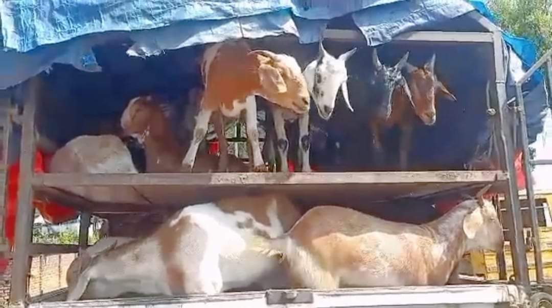 पर्सा प्रहरीले पक्राउ गरेको खसी बोका भन्सार कार्यालयले नबुझेपछि धनीलाई बुझाउन बाध्य