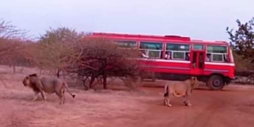 बर्दियामा विद्यार्थीहरुलाई बाघको आक्रमणबाट जोगाउन बस सेवा सुरु