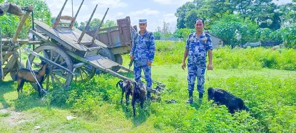 सशस्त्र प्रहरी बल बियोपी जमुनाहले खसीसहित अवैध सामाग्री पक्राउ