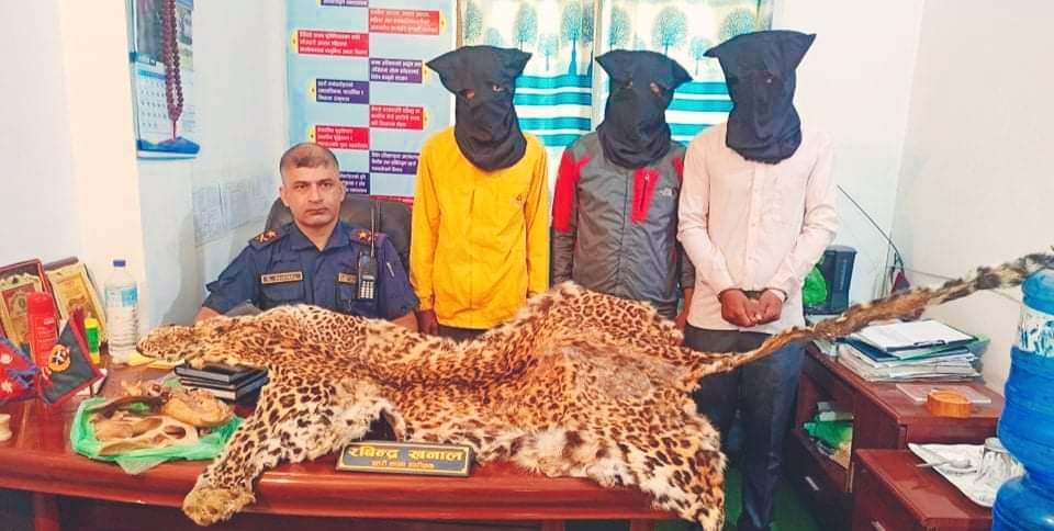 कोहलपुर डिएसपी खनालको ठुलो सफलता चितुवाको छालासहित ३ जनालाई पक्राउ