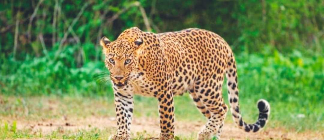 तनहुँमा चितुवाको आक्रमणबाट ९ वर्षीया बालिकाको मृत्यु