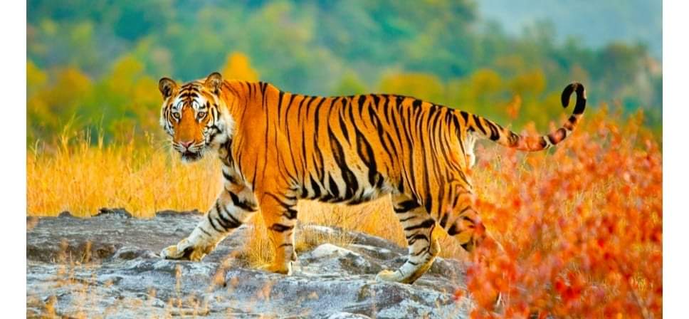 बर्दियामा गयराती पाटे बाघले बेपत्ता बनाएको पुरुषको शव फेला