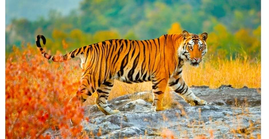 चितवनमा बाघको आक्रमणबाट एक जना युवकको मृत्यु