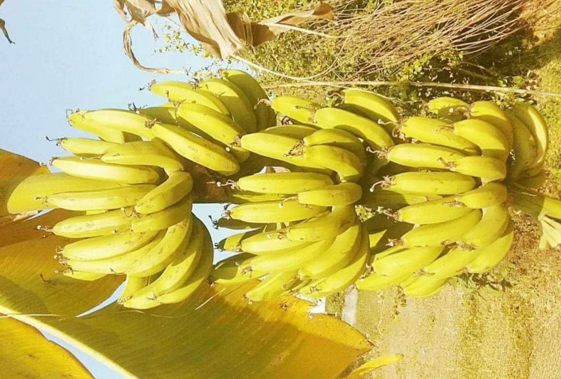 केरा उत्पादक संघले भारतीय केरा आयातमा रोक लगाउन माग गर्‍यो