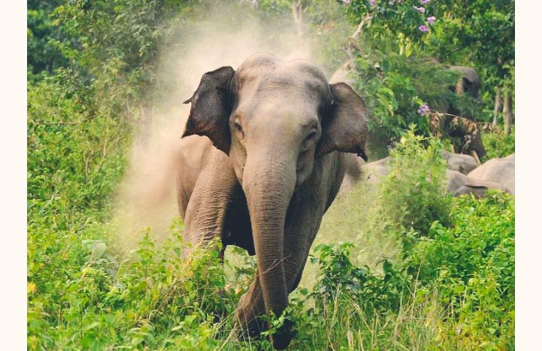 जङ्गली हात्तीको आक्रमणबाट १ जना महिलाको मृत्यु