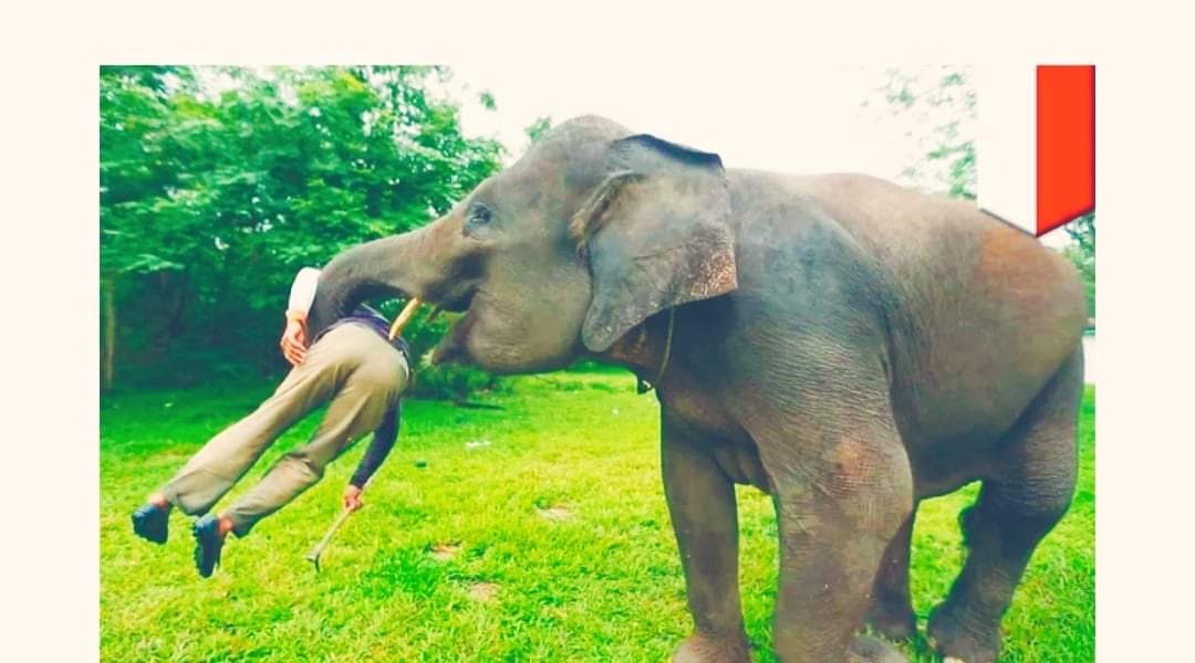 बर्दियामा हात्तीको आक्रमणमा परेर एक ४० वर्षीय पुरूषको मृत्य