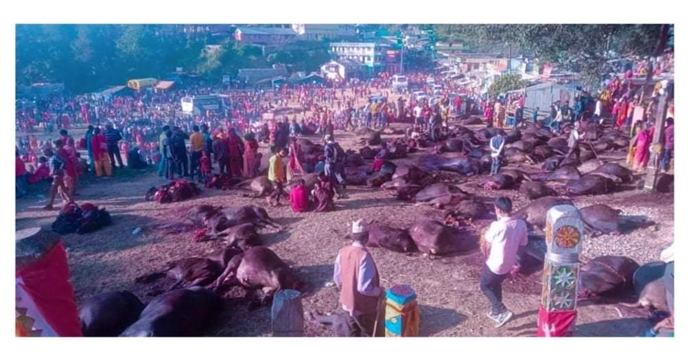 बैतडीमा भगवतीको मेलामा ३४६ राँगाको बलि दिइयो