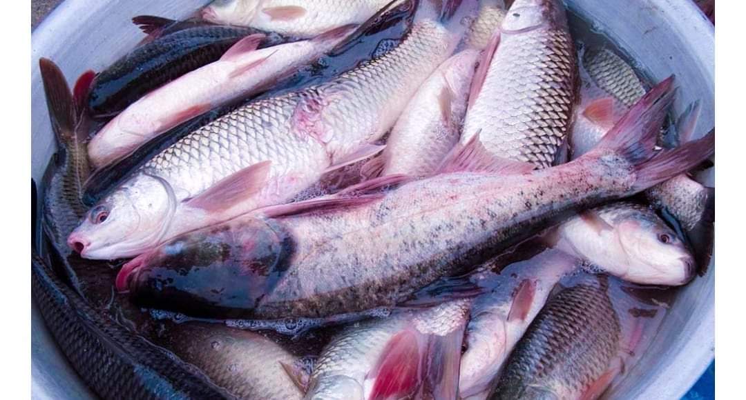 नेपालगन्जमा ४९ केजी खान नमिल्ने माछा विक्री गरेको फेला