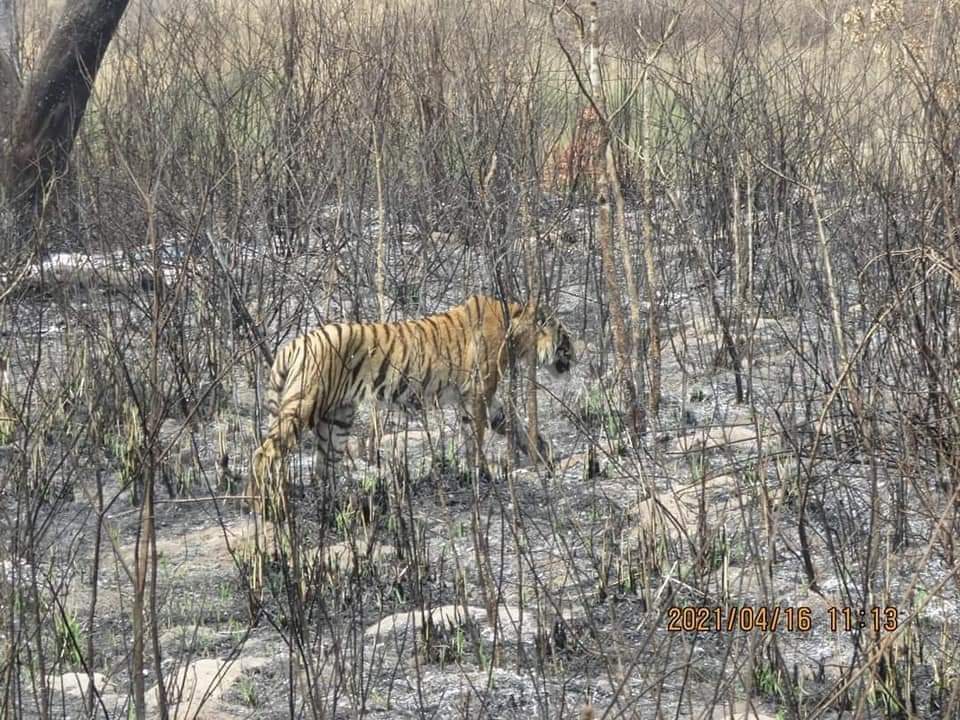बाँकेमा अझै नियन्त्रणमा आएनन पाटेबाघ राजमार्ग क्षेत्रमा त्रास कायमै