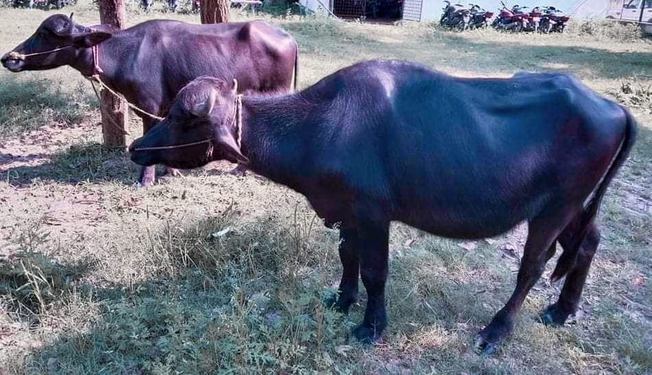 अबैध रुपमा भारतबाट नेपाल ल्याउँदै गरेको राँगा पक्राउ