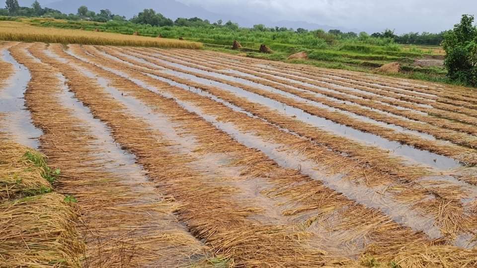 अविरल बर्षाले धानमा क्षति