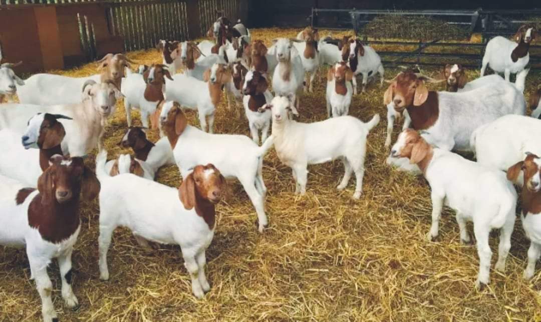 दाङको तुलसीपुरमा किसानका अचानक ३० वटा खशी बाख्रा मरे