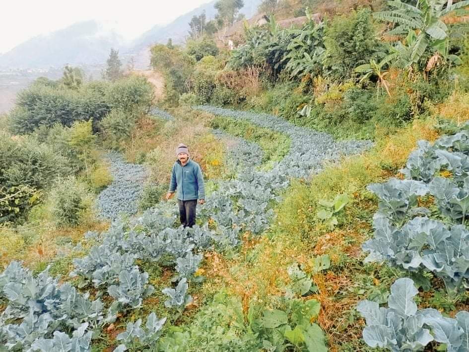 वडा अध्यक्ष जंगबहादुर घर्तीले उत्पादन गरे अर्गानिक ब्रोकाउली तरकारीहरु