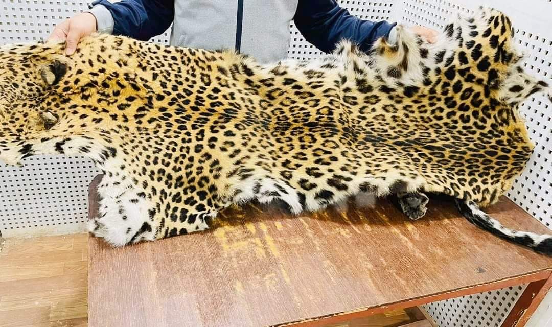 दाङ प्रहरीले चितुवाको छालासहित २ जना पक्राउ