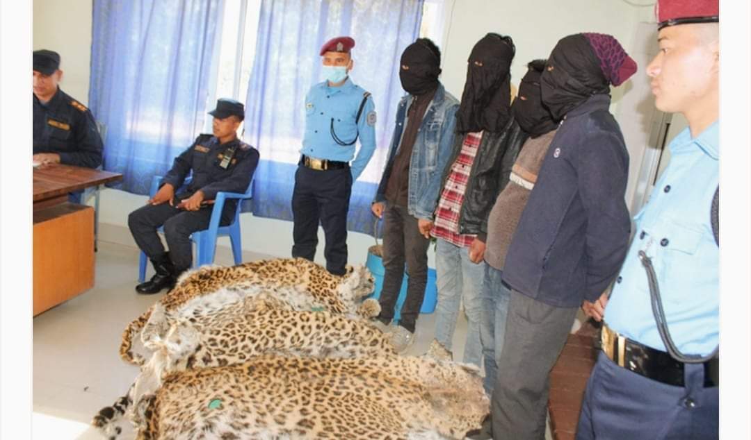 प्रहरीले सुर्खेतबाट चितुवाको छालासहित ४ जना पक्राउ