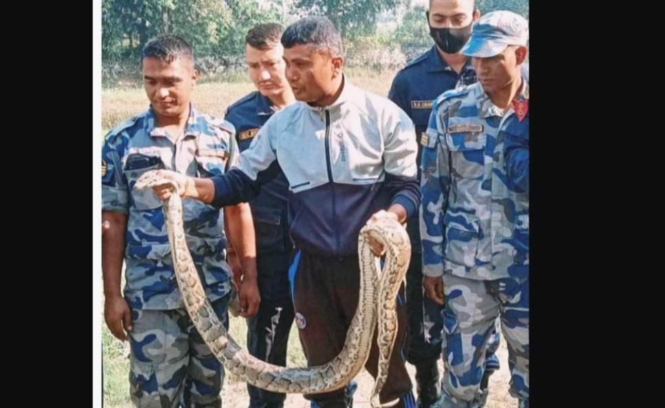 सशस्त्र प्रहरी सशस्त्र कंचनपुरले अजिङ्गर सापको उद्धार