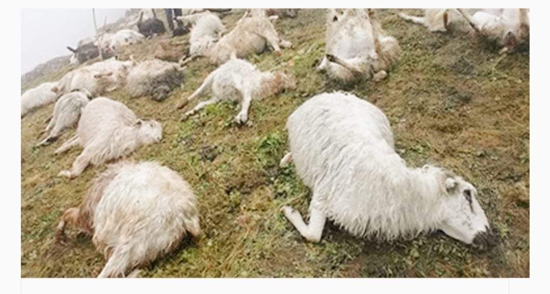 मनाङमा सवारीसाधनसँग तर्सिएर भाग्दा दर्जनौं बढी भेडा बाख्राको मृत्यु