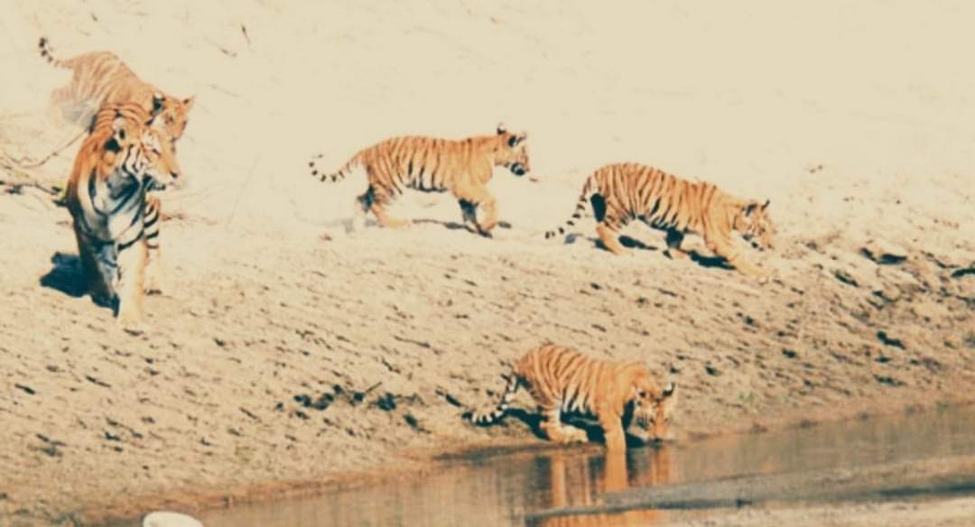 बाँकेमा फेरि बाघले मान्छे खायो बाघको आतंक कायमै