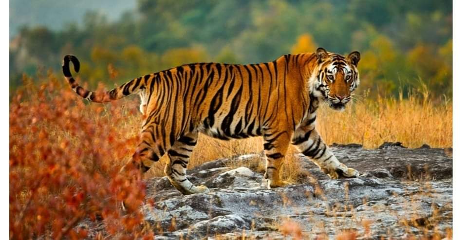 बर्दियामा बाघको अताकं कायमै बाघको आक्रमणबाट १ जनाको मृत्‍यु