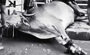 बाँके प्रहरीले खजुरामा गाई काटिरहेको अबस्थामा २ जना पक्राउ