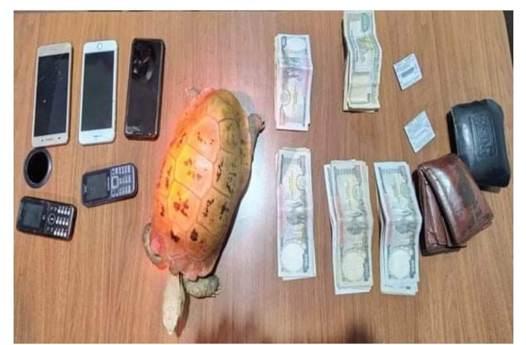 काठमाडौंबाट जिउँदो सुन कछुवा सहित ४ जना पक्राउ