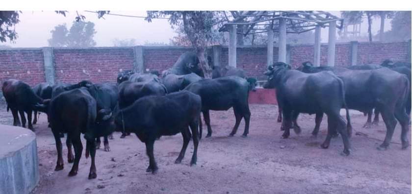 कपिलस्तु प्रहरीले अवैध राँगा र भैँसी पक्राउ